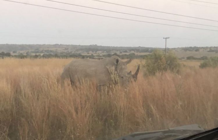 Rhinoceros in the wild