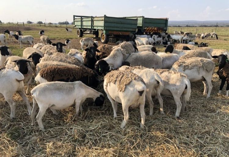Dorper sheep in different stages of their wool falling off