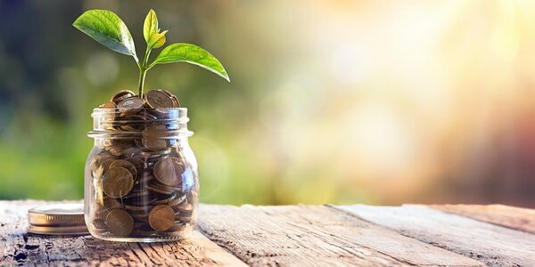 Plant in money pot