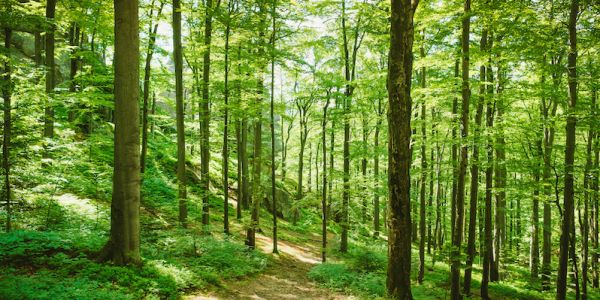 Forest full of green trees