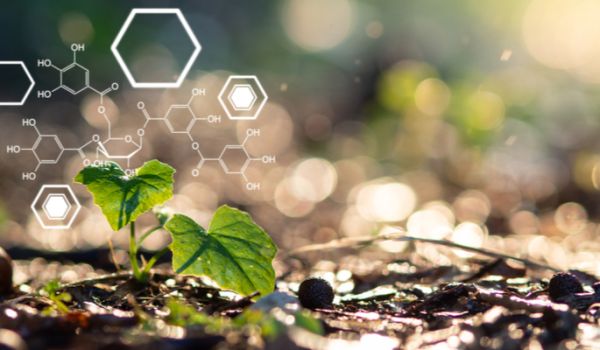Small plant in the ground with biochemistry graphic overlay