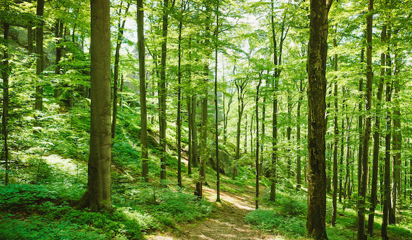 Forest full of green trees