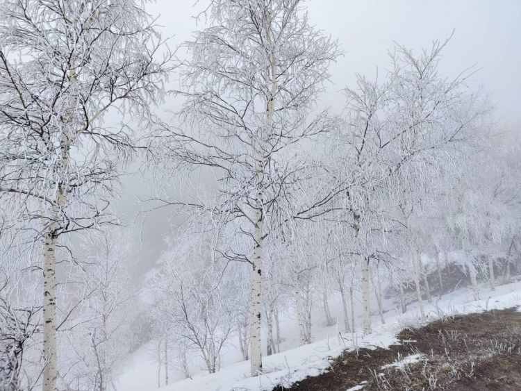 Almaty mountain trees