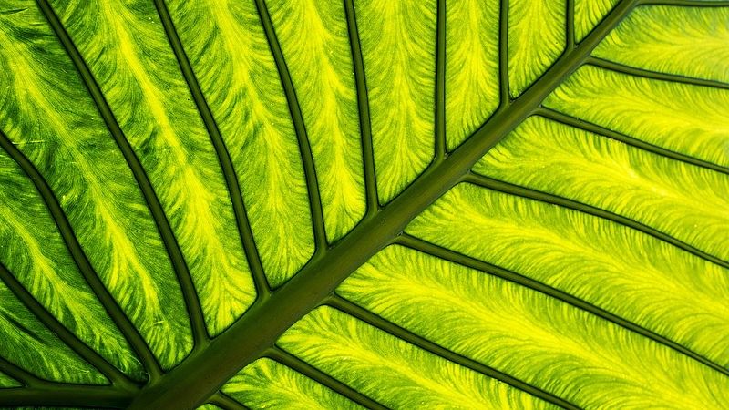 Leaf